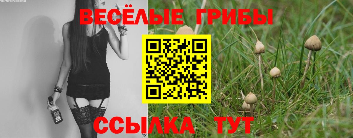 Псилоцибиновые грибы GOLDEN TEACHER Куйбышев
